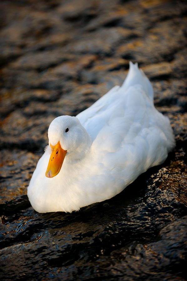 [white_duck_at_the_pond+at+www+disneymike+com+photoblog.jpg]
