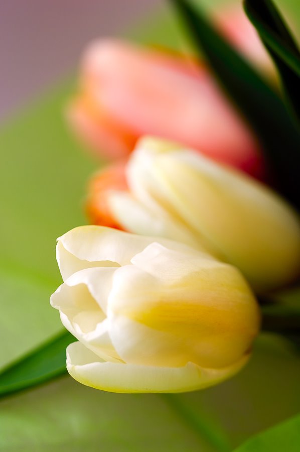 [tulip_dreams+at+www+disneymike+com+photoblog.jpg]
