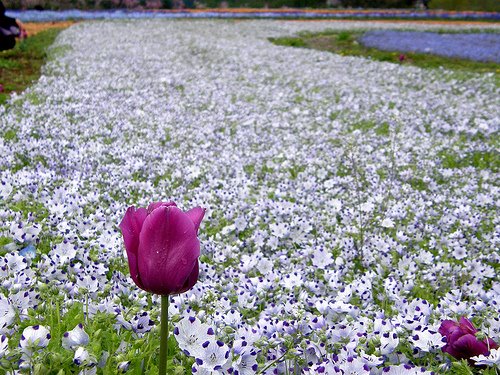 [flower+carpet+ii+by+hamapenguin+at+flickr.jpg]