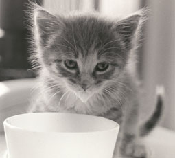 [cat_tab_kitten_nutrition.jpg]