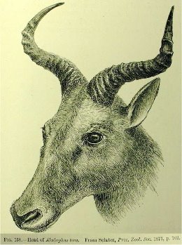 [antelope.jpg]