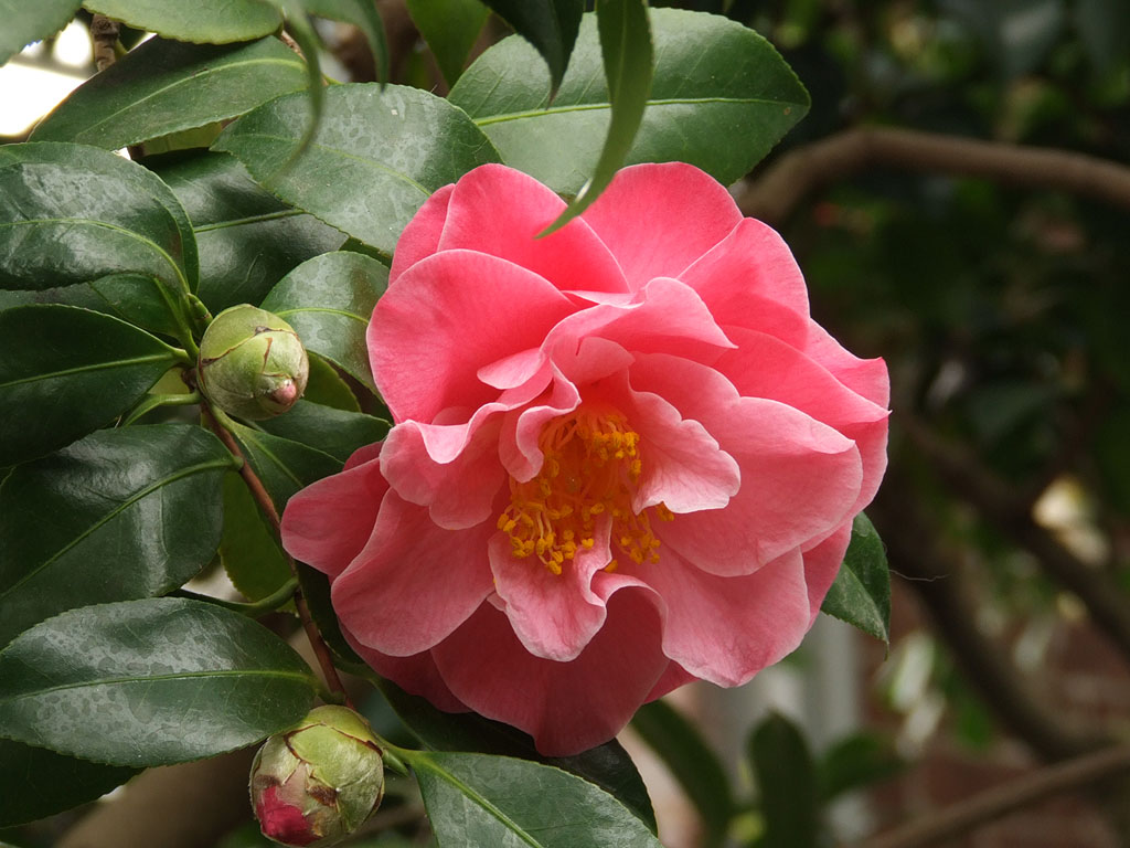 [Missouri+Botanical+Gardens,+in+Saint+Louis,+Missouri+-+camellia+in+the+Camellia+House.jpg]