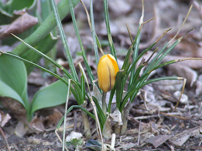 First flower of spring