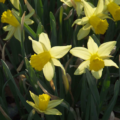 Missouri Botanical (Shaw's) Garden, in Saint Louis, Missouri, USA - daffodils