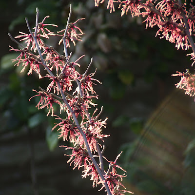 Missouri Botanical (Shaw's) Garden, in Saint Louis, Missouri, USA - red witch hazel flowers