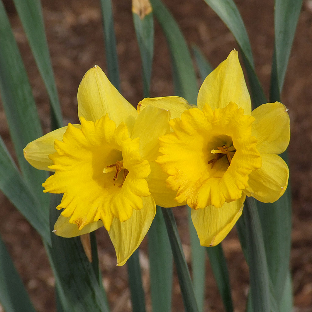 [Spring+flowers,+Creve+Coeur,+Missouri,+March+24th+2007+-+12.jpg]