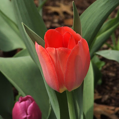Missouri Botanical (Shaw's) Garden, in Saint Louis, Missouri, USA - spring flower