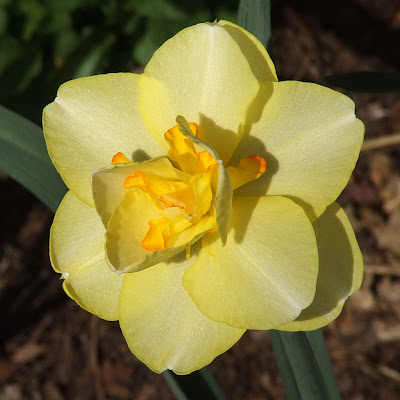 Missouri Botanical (Shaw's) Garden, in Saint Louis, Missouri, USA - spring flower