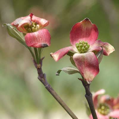 Flowering Dogwood, in Saint Louis County, Missouri, USA