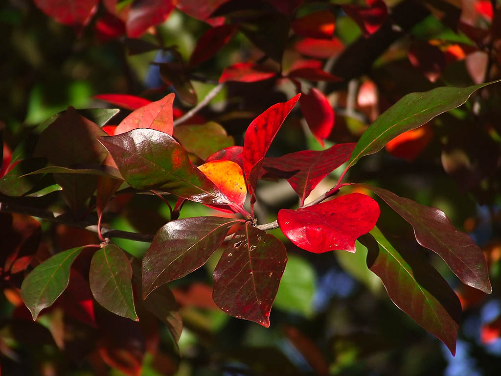 [red+leaves+2.jpg]