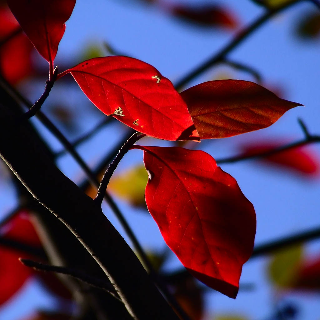 [red+leaves+5.jpg]