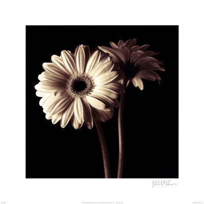 [gerber+daisy.jpg]