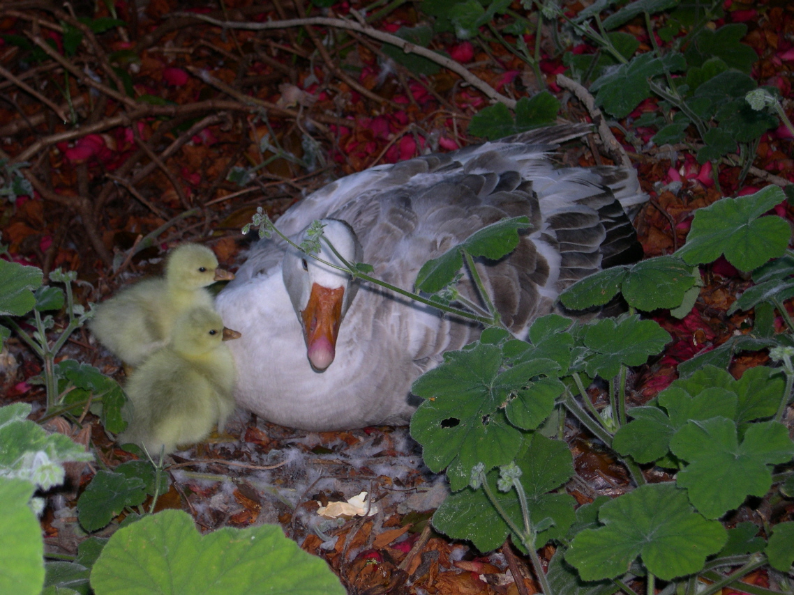 [mother+goose.jpg]