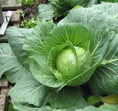 [summer-cabbage.jpg]
