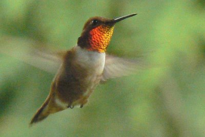 [Rufous+Hummingbird+male+glowing.jpg]