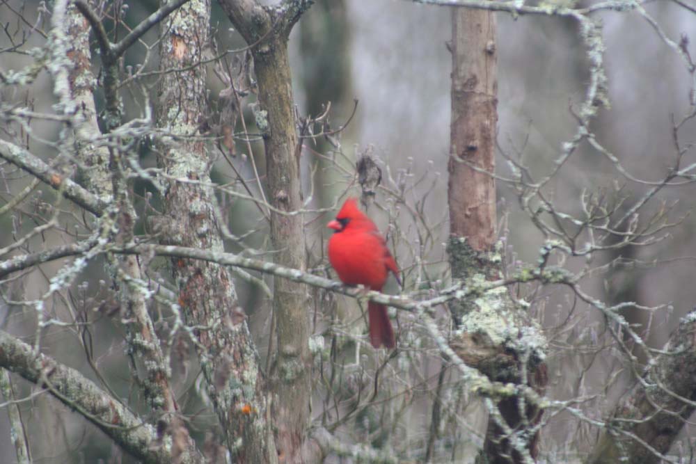 [Winter+Cardinal.jpg]