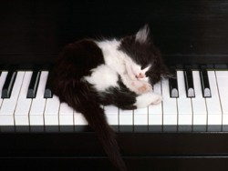 [pianocat.jpg]