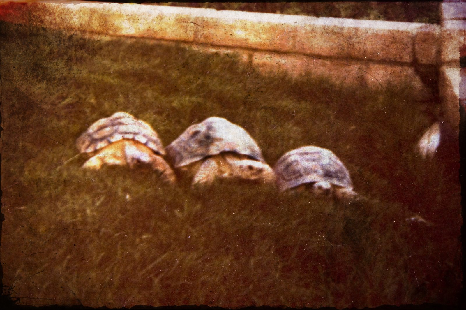 [tortoises.jpg]