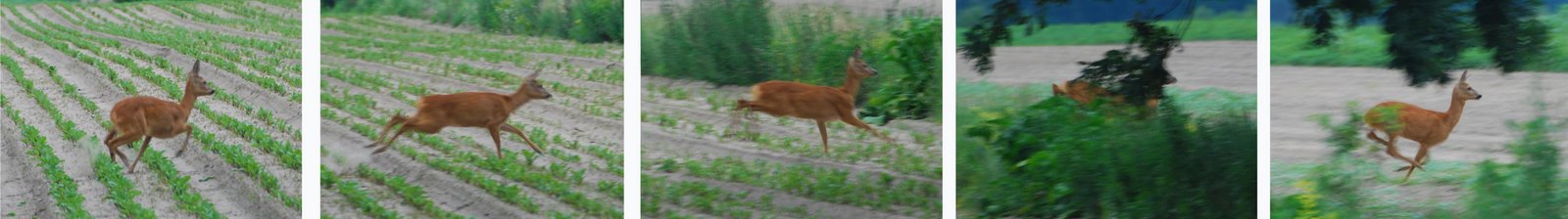 [fleeing+deer+sequence.jpg]