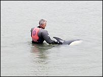 [dolphin_rescue_2_bbc_2008jan.jpg]