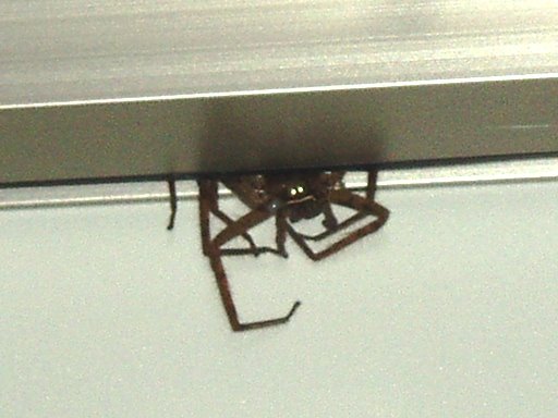 [Brown+Spider.JPG]