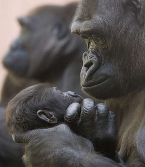 [Mama+and+baby+gorilla.jpg]