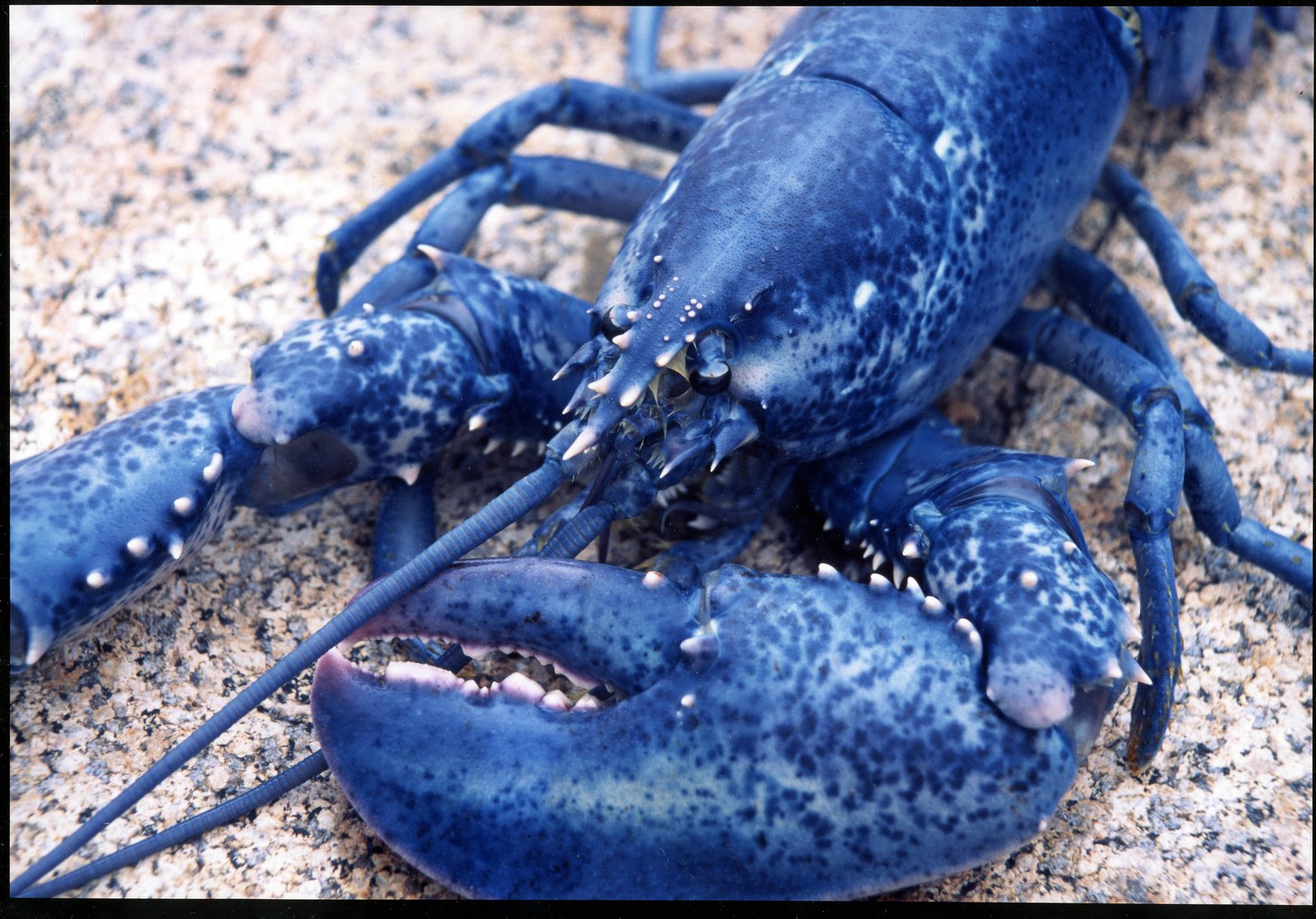 [leslie+ricker+blue+lobster2-1.jpg]