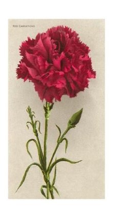 [Red-Carnation-Print-C10335140.jpeg]