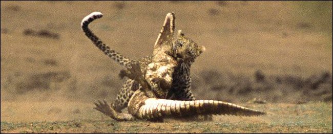 [leopard-vs-crocodile-06.jpg]