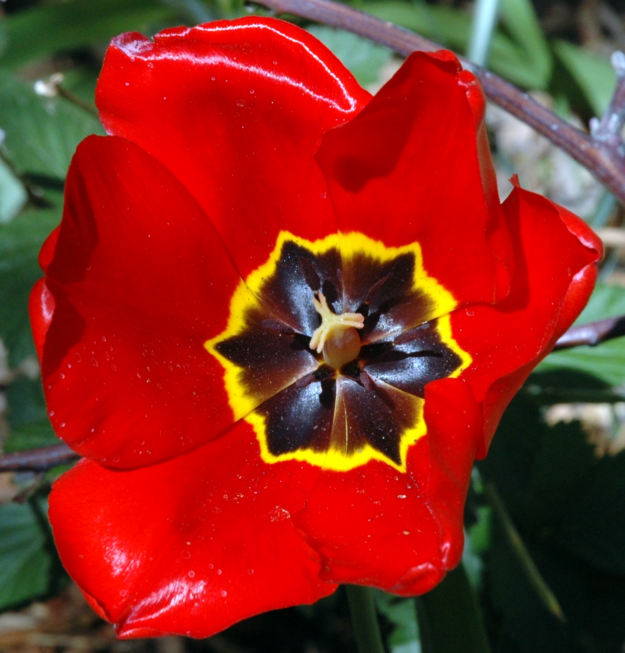 [tulip+4-4-2007+11-46-51+AM+1256x1312.JPG]