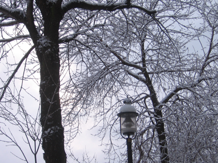 [trees+and+lampost.jpg]