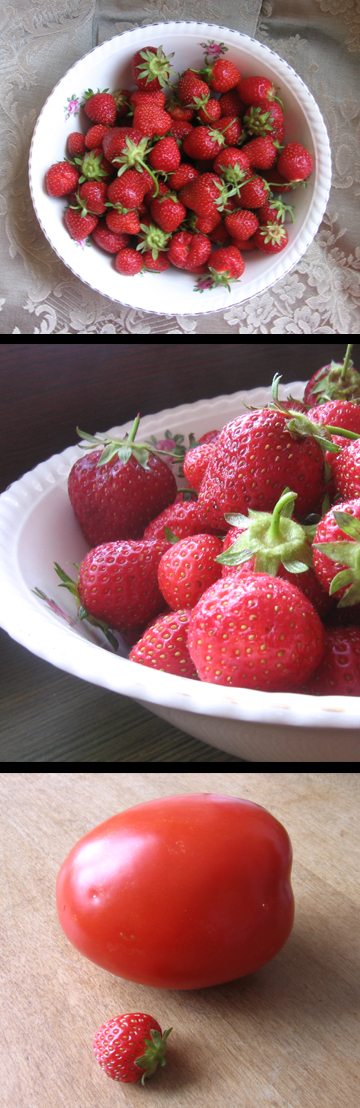 [ontario+strawberries.jpg]
