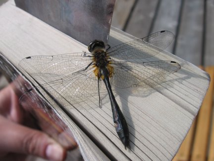 [cottage+2008+dragonfly+3.jpg]
