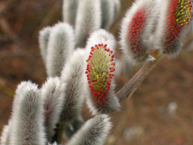 [Pussywillow+Bloom.jpg]