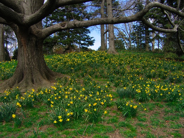 [Oak+and+Daffodils.jpg]