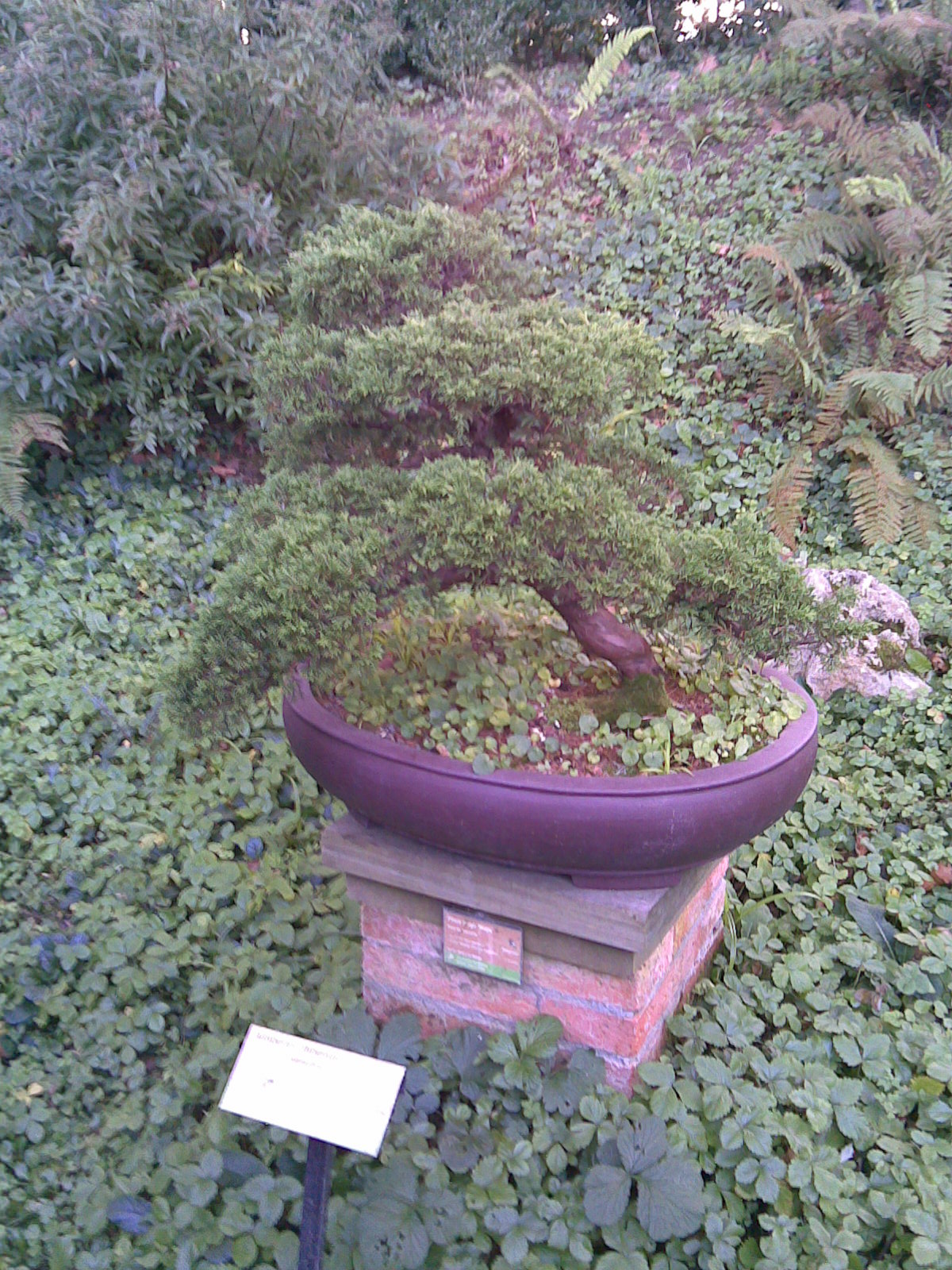 [bonsai9.jpg]