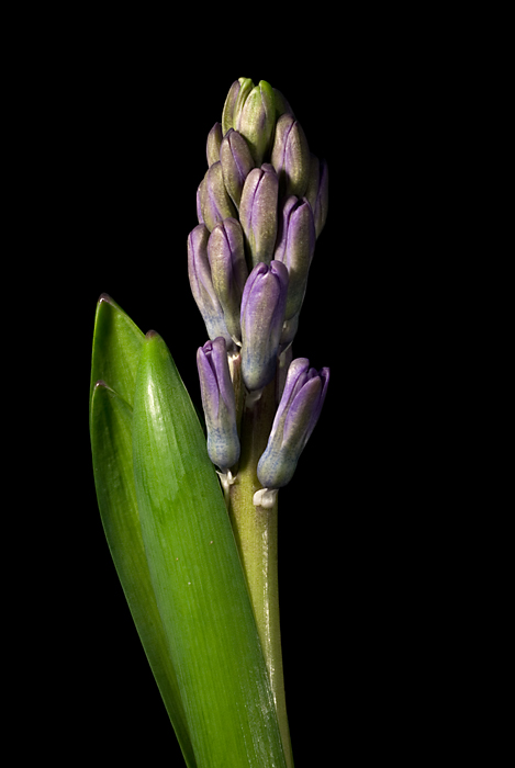 [February+1+~+Hyacinth+P.jpg]