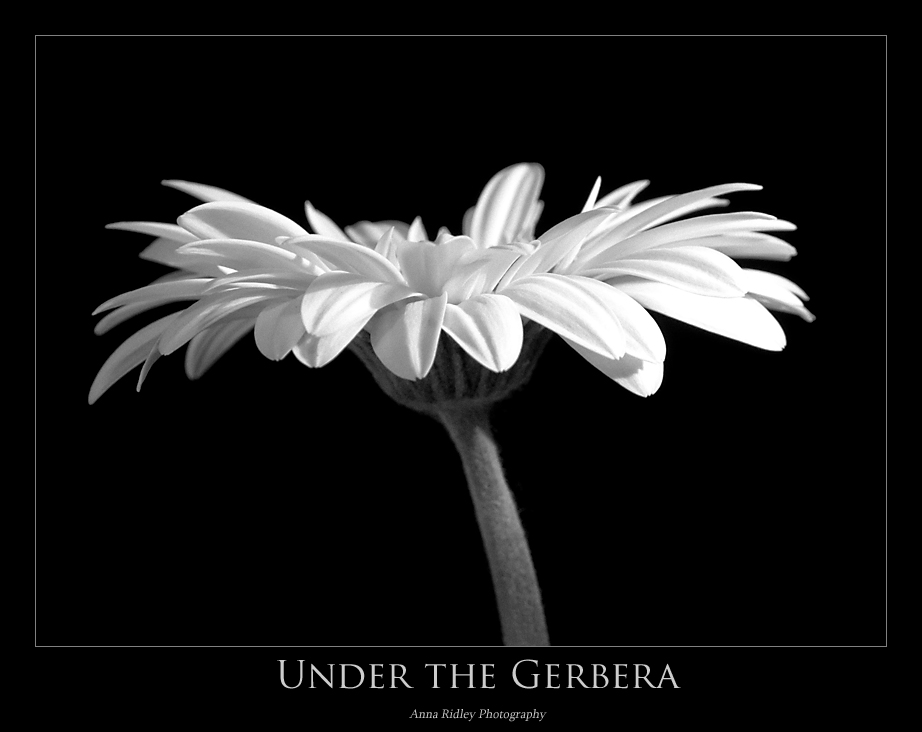 [March+6+~+Under+the+Gerbera+P.jpg]