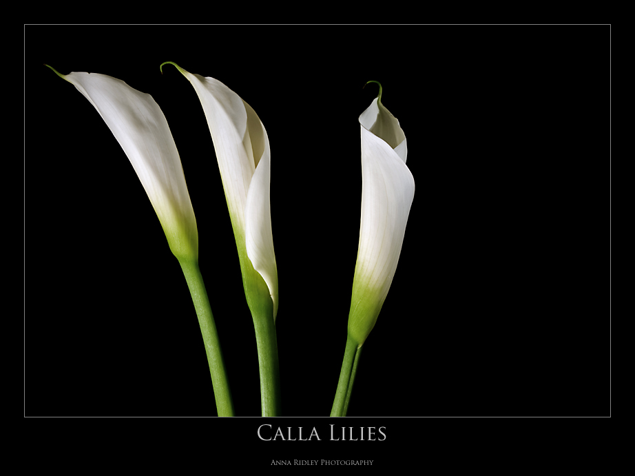 [April+7+~+Callas+P.jpg]