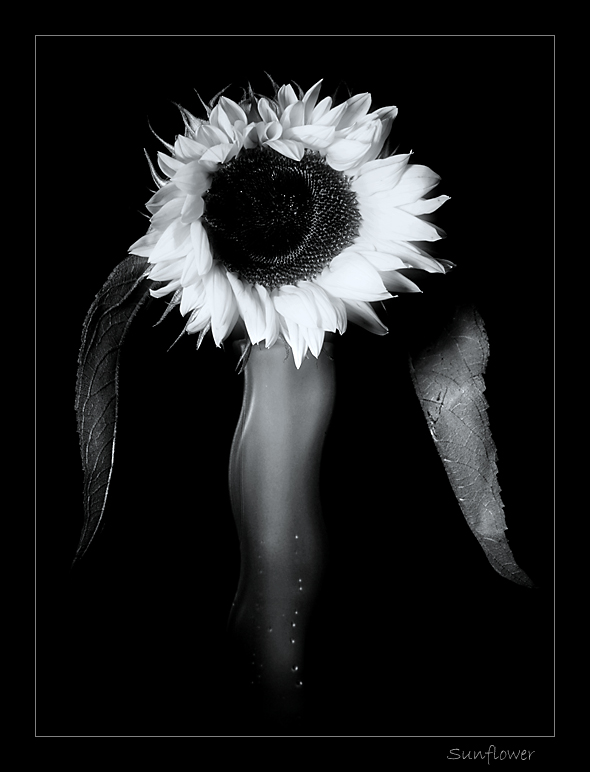 [August+29+~+Sunflower.jpg]