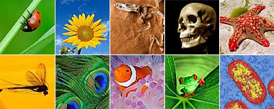 [collage-biodiversity(2).jpg]