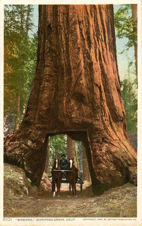 [Wawona_Tree_Yosemite_Natl_Park_CA_004.jpg]