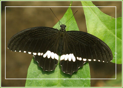 [be+Papilio+Polytes+[mannetje].jpg]
