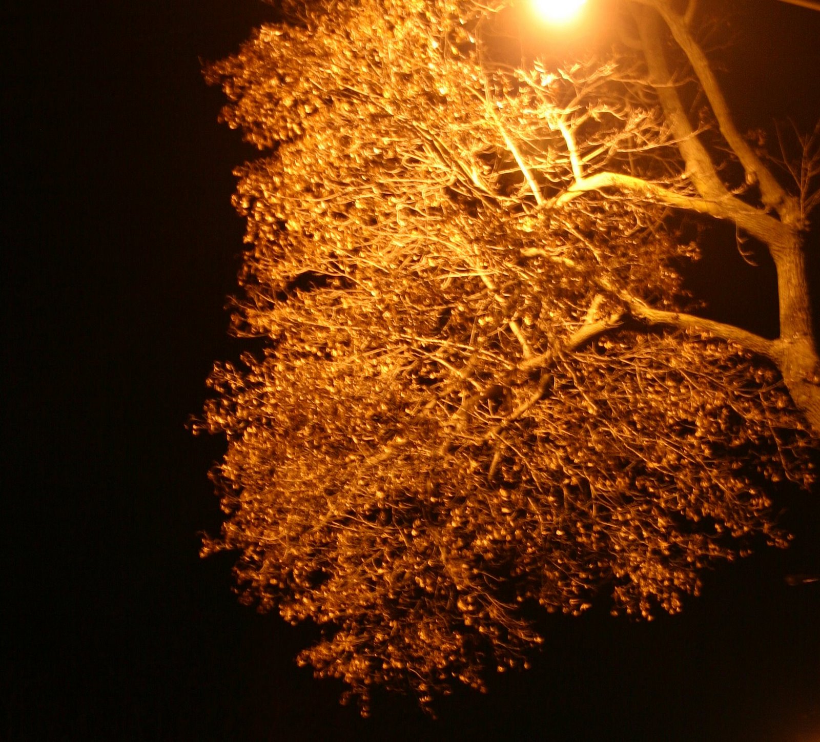[Glow+branches.jpg]