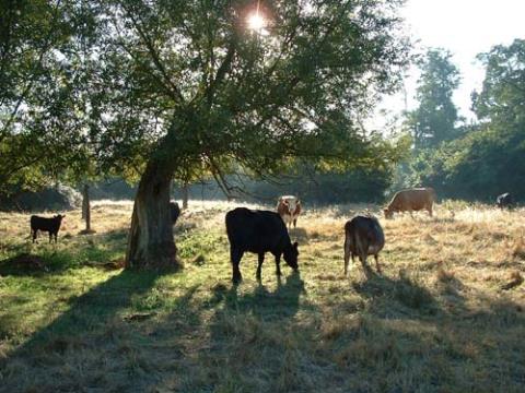 [cattle+grazing.jpg]