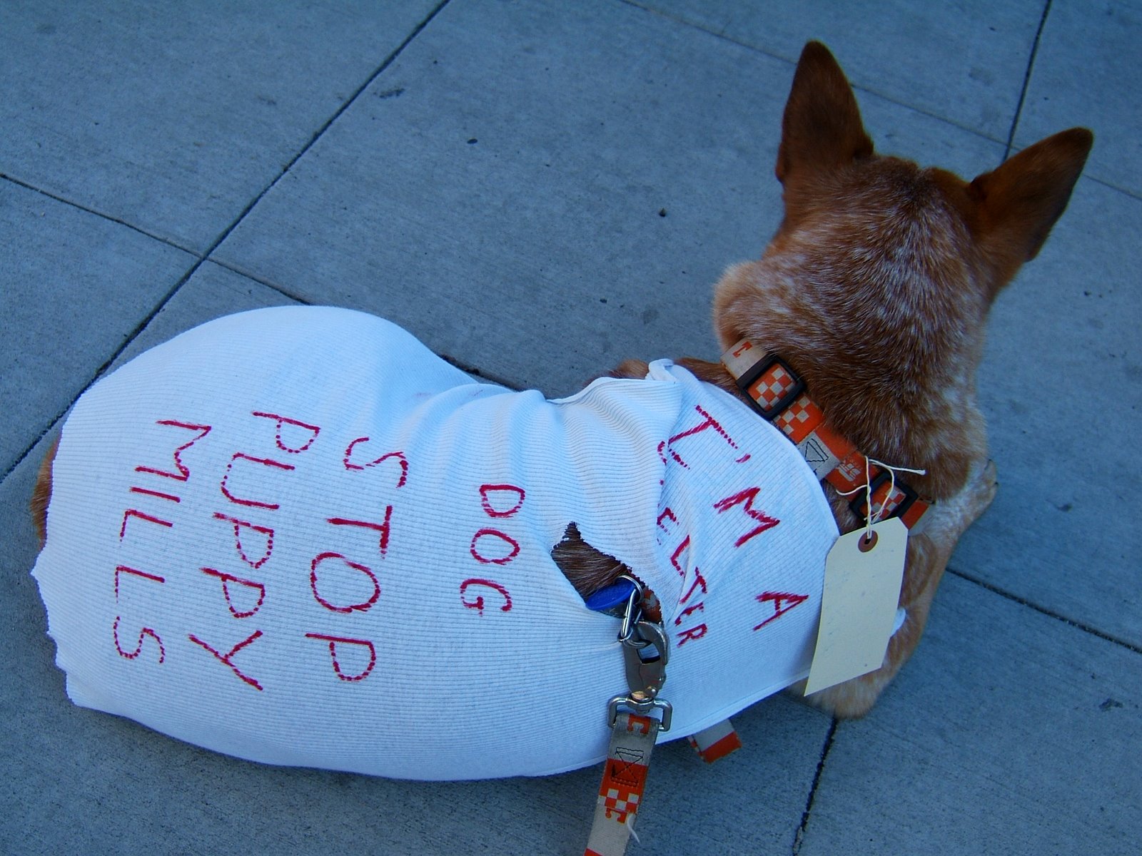 [puppy+mill+protest+dec+22+2007+006.jpg]