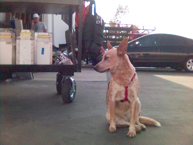 [Velcro+as+cart+dog+on+CSI+Miami+Sept+2005.jpg]