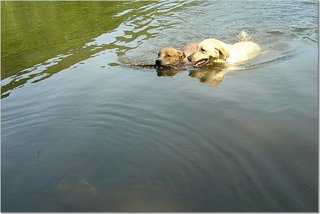 [maureendogsswimmingpic.jpg]