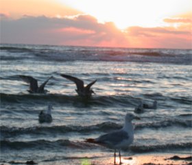 [gulls_rising_sun_ocean_.jpg]