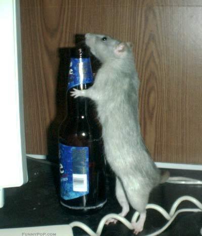 [drunk_rat.jpg]